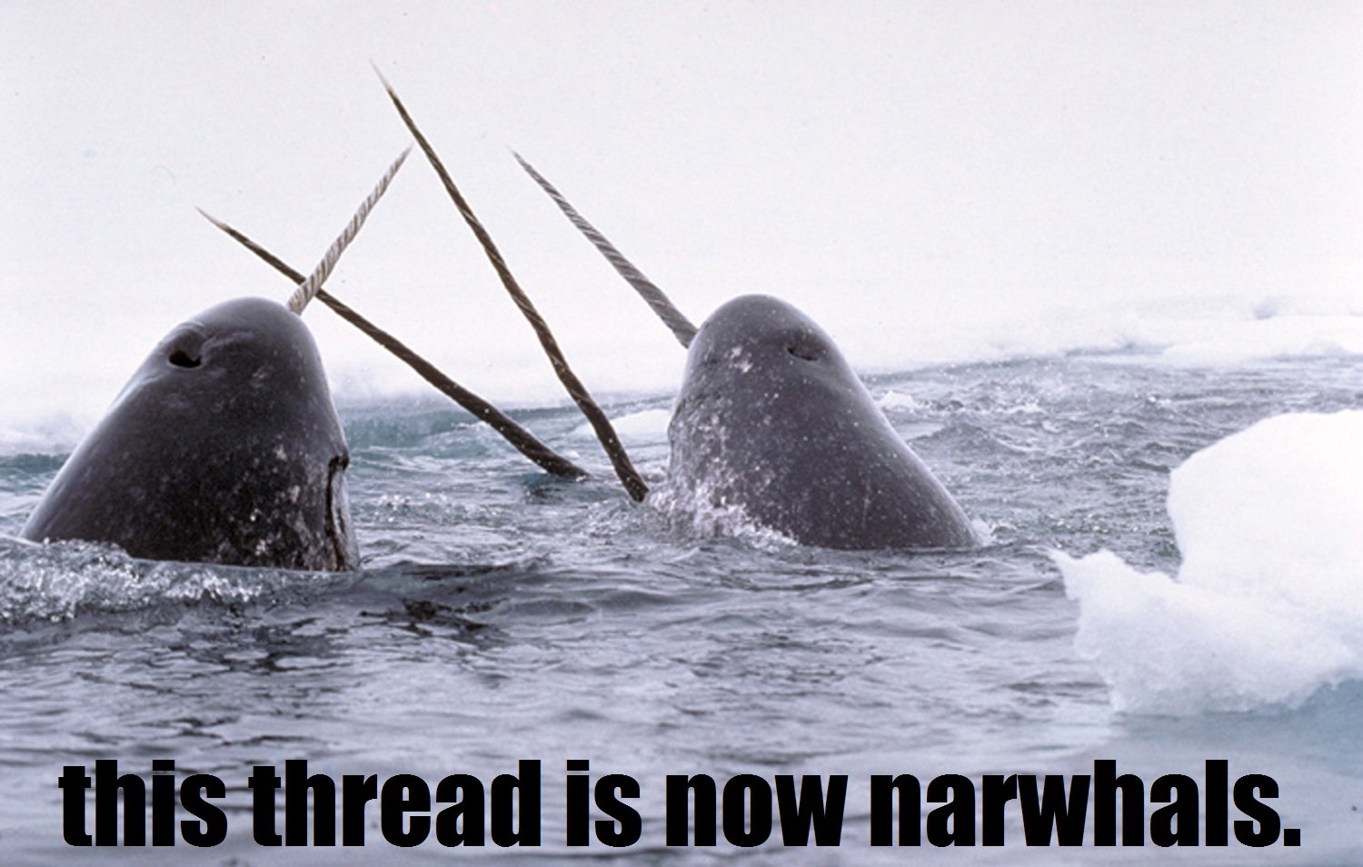 narwhal-1.jpg