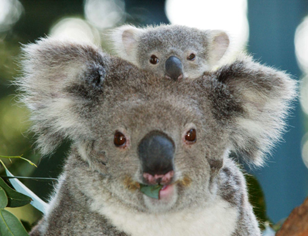 baby_koala_with_mother.jpg